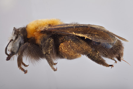 [Willinkapis chalybaea female (lateral/side view) thumbnail]